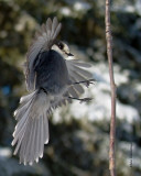 Bird On A Stick - Canada or Grey Jay