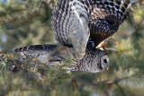 Bye-Bye 2010 - Barred Owl