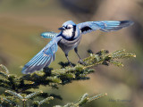 Time For Me To Leave - Blue jay