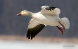 Dainty, Decorative, Delicate, Delightful, Divine and Dexterous - Greater Snow Goose