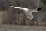 Gliding Goose And Gravity - Cap Tourmente