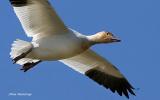 Greater Snow Goose Version Of Freedon 55  At Cap Tourmente