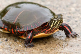 Painted Turtle