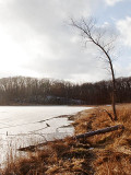 Icy Shoreline