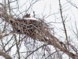 Great Horned Owl