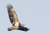 Juvenile Bald Eagle