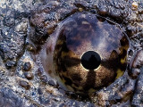 A Turtle Eclipse of the Sun