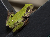 Gray Tree Frog