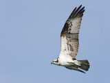 Mother Osprey