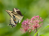 Giant Swallowtail