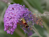 Hummingbird Clearwing Moth