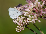 Summer Azure Butterfly