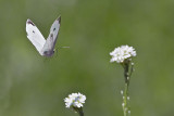 Cabbage White in Flight