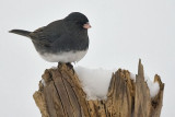 Dark-Eyed Junco