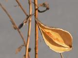 Milkweed Pod