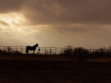 Horse Silhouette