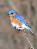 Male Eastern Bluebird