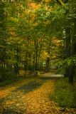 Leaf Covered Lonely Road