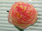 Dentist Office Rose