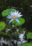 Blue Water Lily