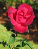 Dublin - hybrid tea