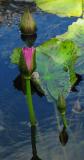 Pink Water Lily Bud