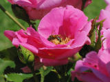 Busy bee in unidentified pink rose 2