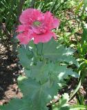 Big pink fancy poppy