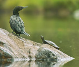 Little Black Cormorant - And Friend