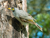 Noisy Miner