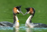 Grebes Courting