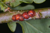 Honeydew Producing Scale On Oak Tree