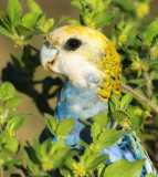 Pale Headed Rosella