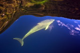 Fiordland Dolphin