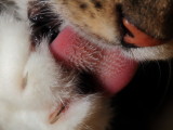 Cats Tongue Up Close