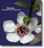 Manuka.png