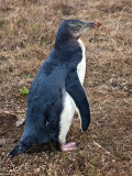 Yellow Eyed Penguin - Immature