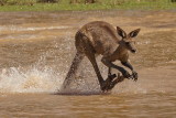 Grey Kangaroo Crossing Water