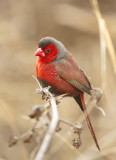 Crimson Finch