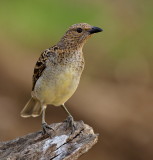 Western Bower Bird