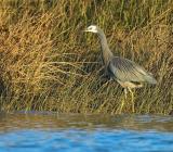 White Faced Heron