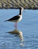 Pied Stilt