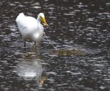 Gotcha! - White Heron