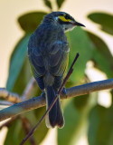 Yellow Faced Honeyeater