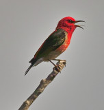 Scarlet Honeyeater