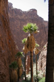 Perhaps the only native palm trees in AZ