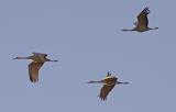 Sandhill Cranes, Douglas, AZ, 2008