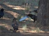 Ravens, Grand Canyon, AZ, 2008