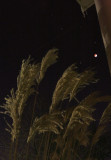 Lunar Eclipse, Saturn, Regulus above Buster Keatons old Pampas grass