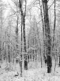 Trees/Snow
